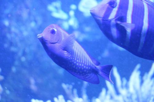 aquarium