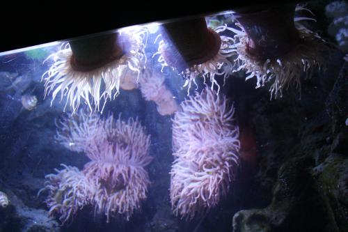 aquarium