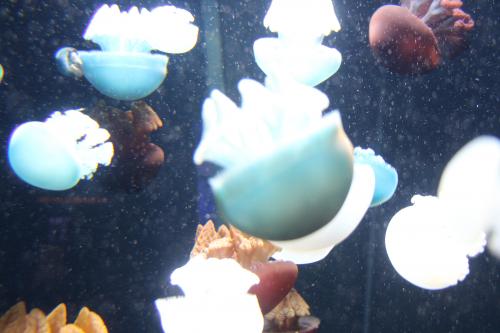 jellies