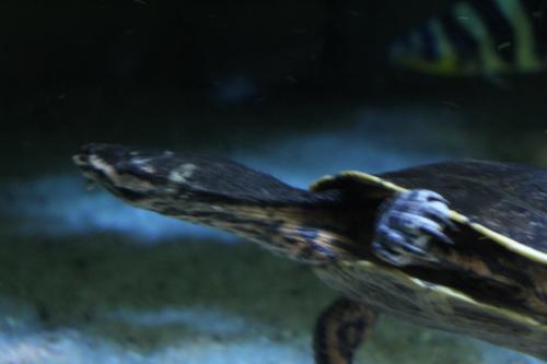 aquarium