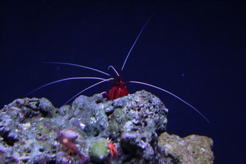 aquarium