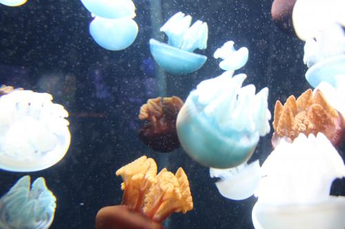 jellies