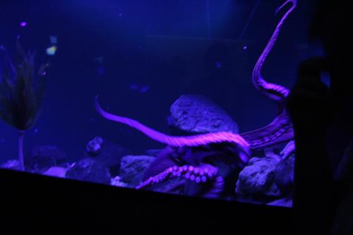 aqurium