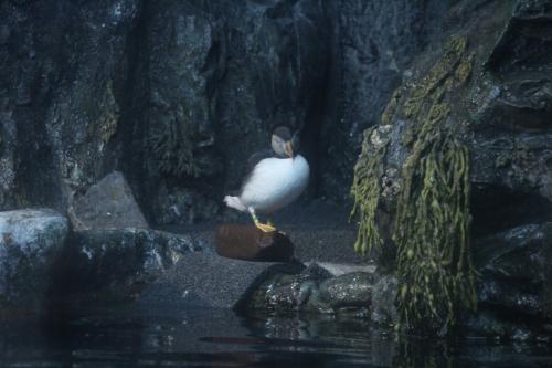 puffin at the aquarium