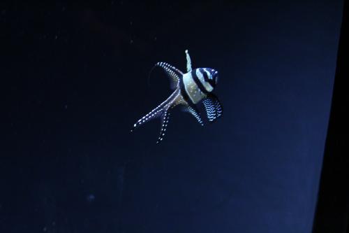 aquarium