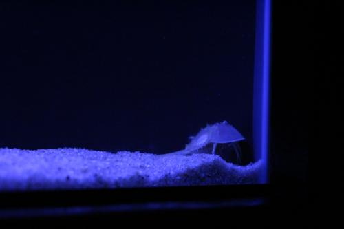 aquarium