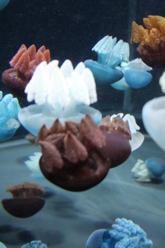jellies