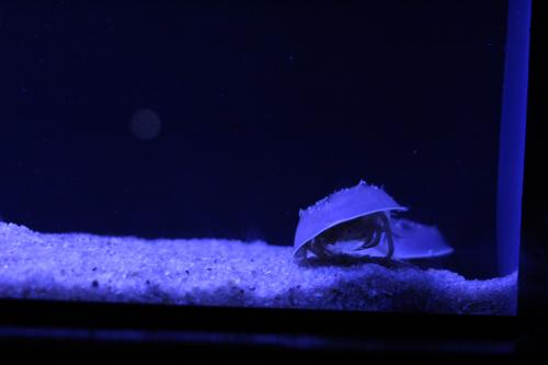 horseshoe crabs