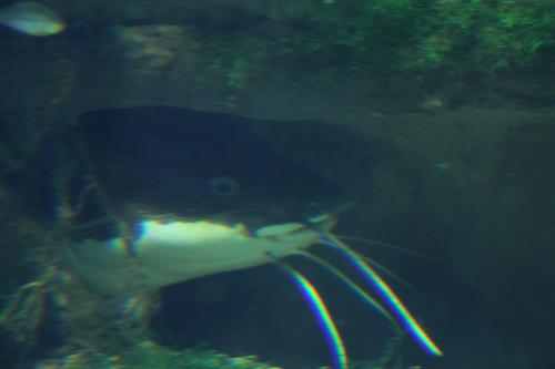 aquarium