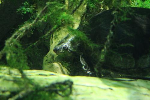 aquarium