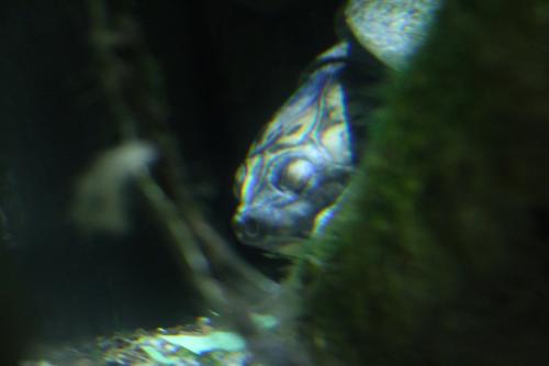 aquarium