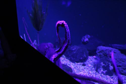 aquarium