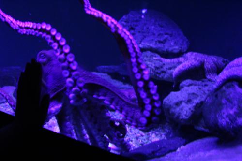 aquarium