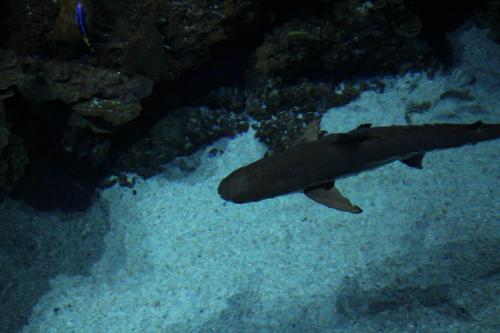 aquarium