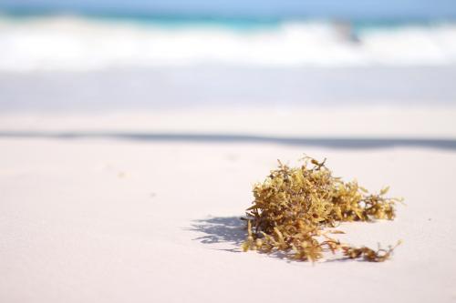 seaweed
