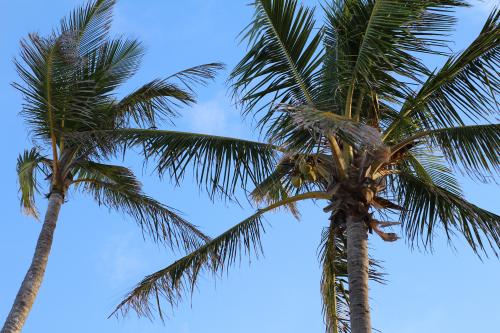 tropics