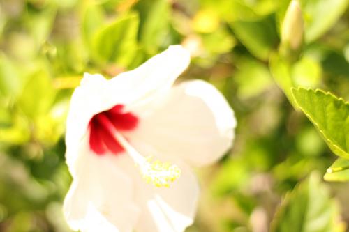 flora