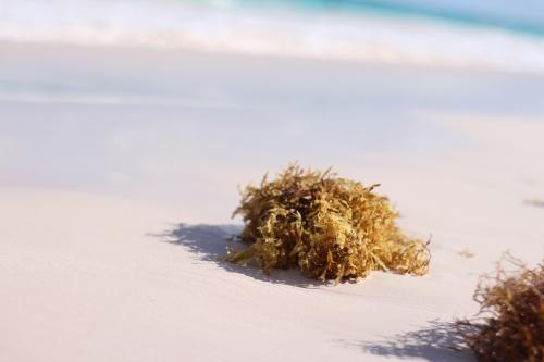 seaweed