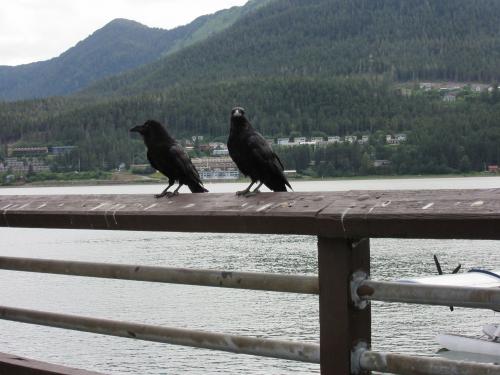 Ravens in Juneau
