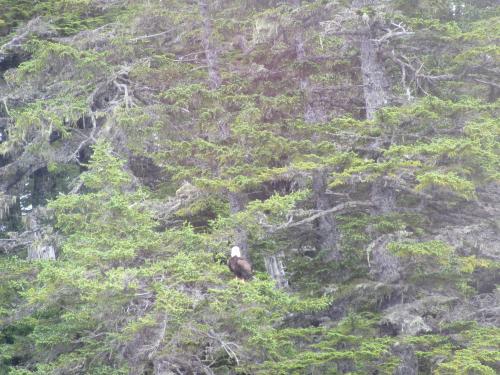Eagle