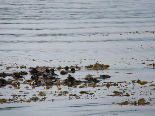 Sea Otters