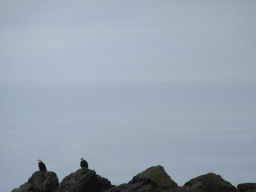 Eagles