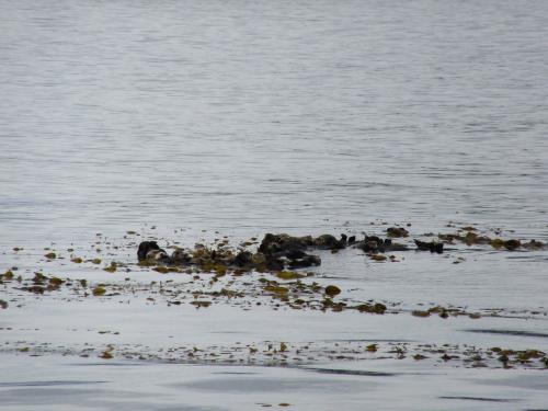 Sea Otters
