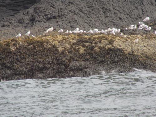 Bird Island