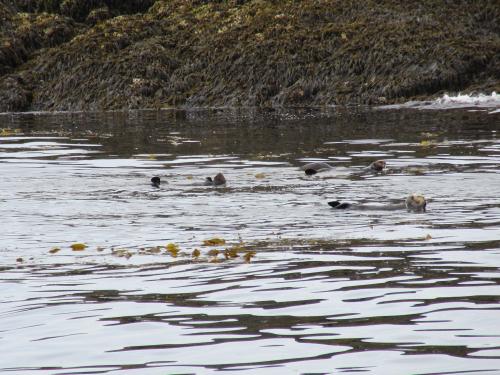 Sea Otters