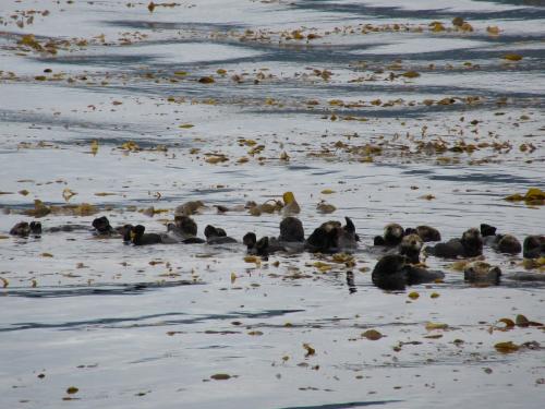 Sea Otters