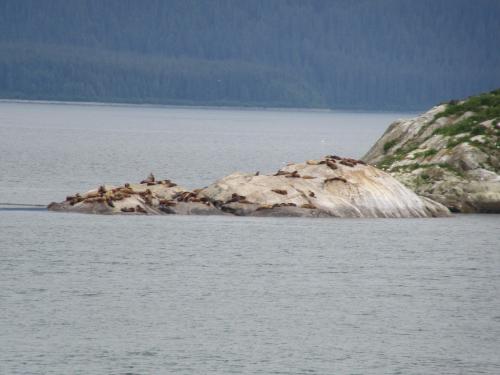 Sea Lions