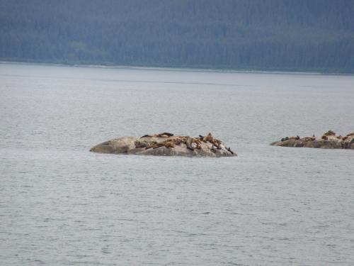 Sea Lions