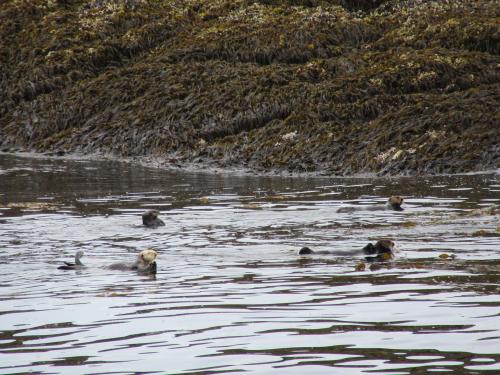 Sea Otters