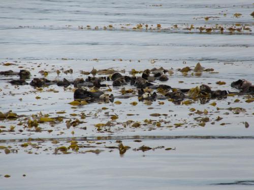 Sea Otters