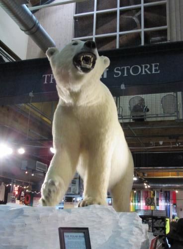 Polar Bear