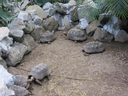 A herd of 