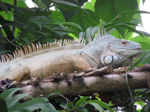 Spike the Iguana