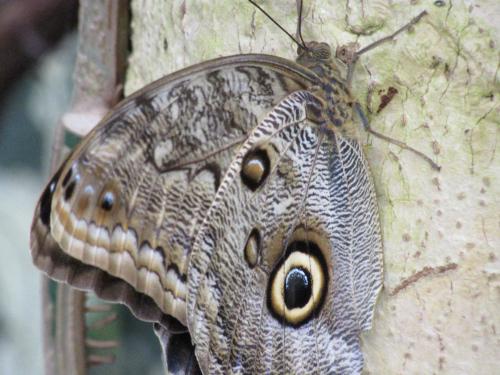 Large butterfly