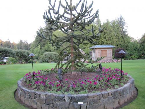 Monkey tree