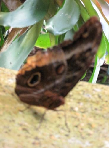 Large butterfly
