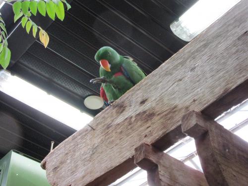 Parrot in Butterfly house