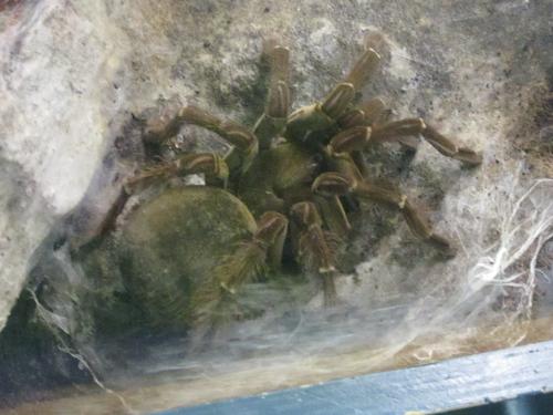 Very large spider
