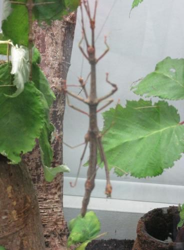 Walking Stick