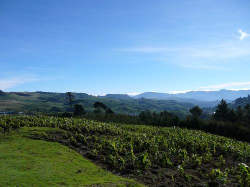 Crops on the mountain top