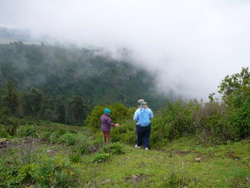 Planting trees