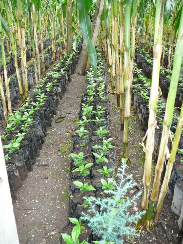 Small coffee plants at the Coffee Plantation