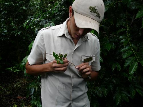 Explanation of grafting coffee plants