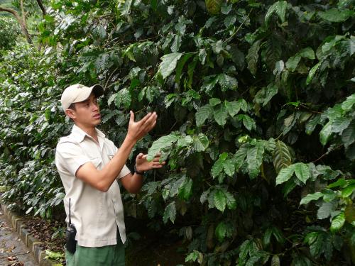 Explaining how coffee grows