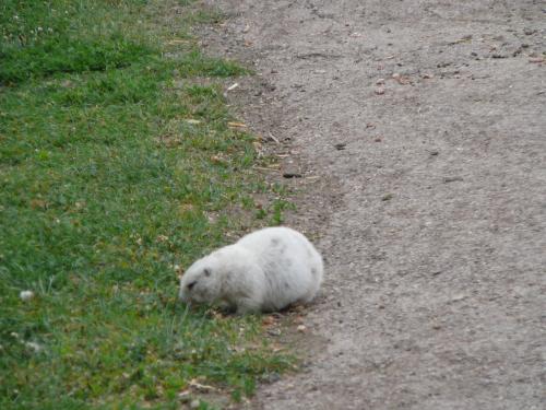 Rare White Prairie Dog