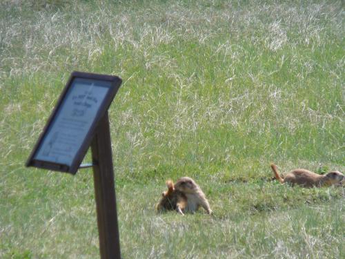 Prairie Dog family near  Devil's Tower